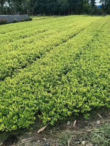 大型室内办公园林景观设计